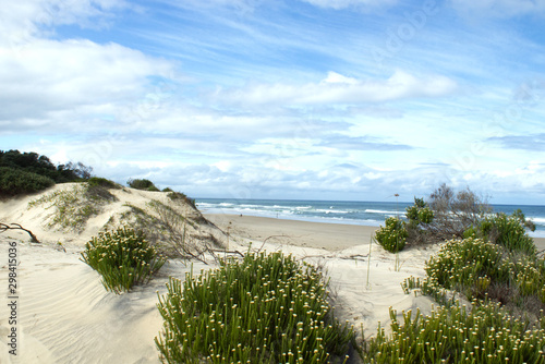 Konstfotografi Coastal plants at beach