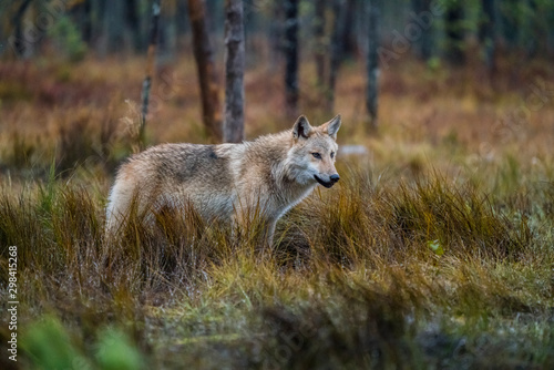 Finish wolf