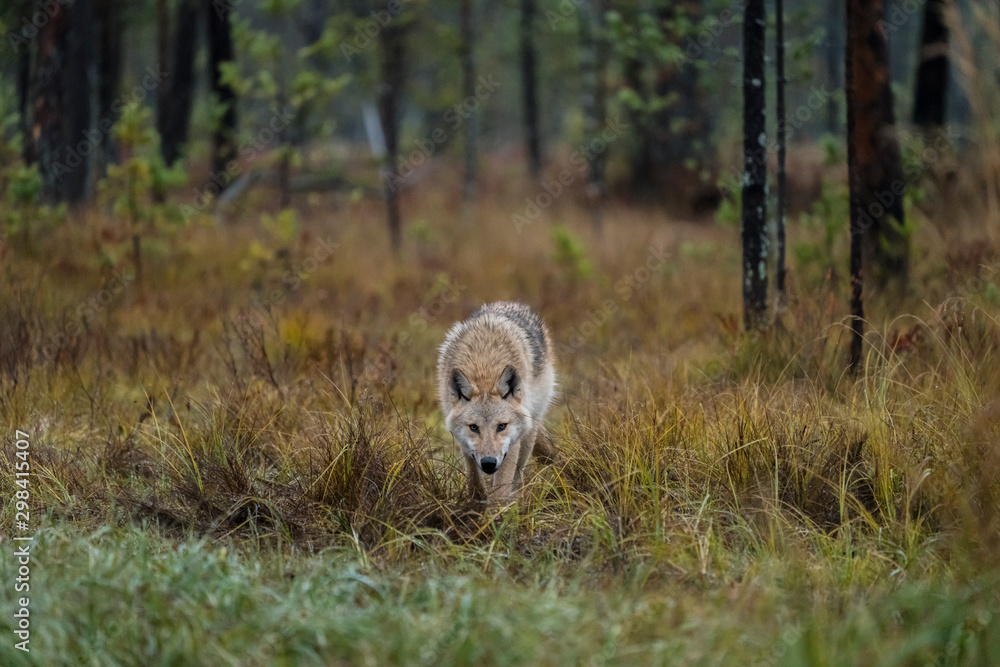 Lone wolf in the finish taiga Stock Photo | Adobe Stock