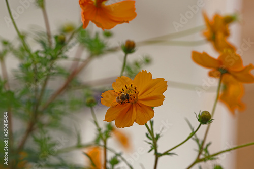 Yellow color Cosmos caudatus flower and honey bee.