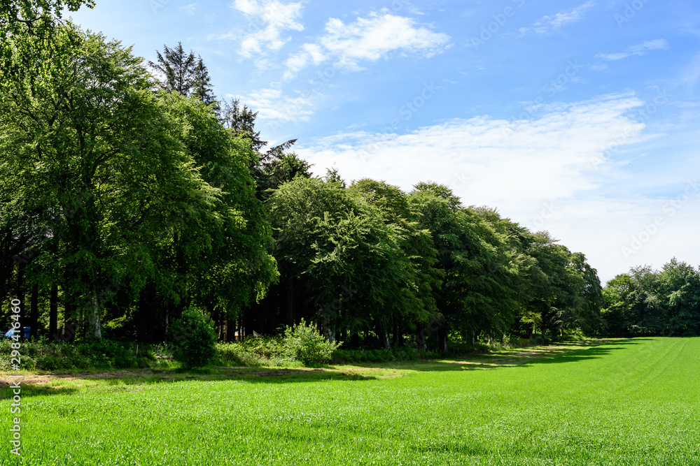 Minimalist landscape with line with green trees and grass in a sunny day in Scotland, United Kingdom, with space for text Minimalist landscape with line with green trees and grass in a sunny day in Scotland, United Kingdom, with space for text