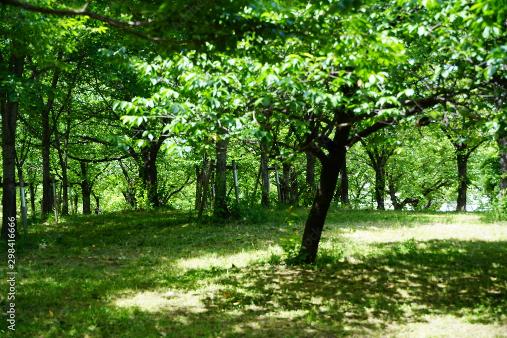 公園の樹木 公園の樹木