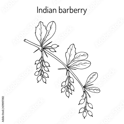 Indian Barberry Berberis aristata , medicinal plant