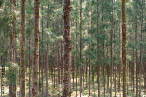 looking through a lot of little green pine tree forest low light contrast stock photo