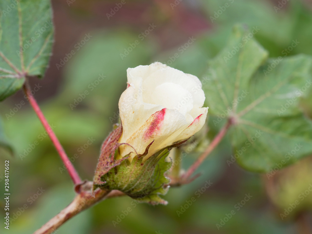 Fleur jaune et blanche maculée de rouge du cotonnier créole sur tiges rougeâtre (Gossypium barbadense) Fleur jaune et blanche maculée de rouge du cotonnier créole sur tiges rougeâtre (Gossypium barbadense)