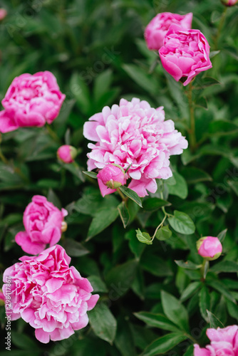 Pink peonies in the garden. Blooming pink peony. Closeup of beautiful pink Peonie flower. © Margo Basarab