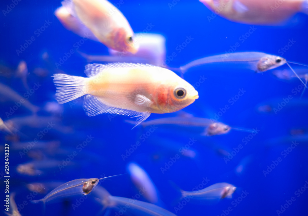 Naklejka premium 水族館