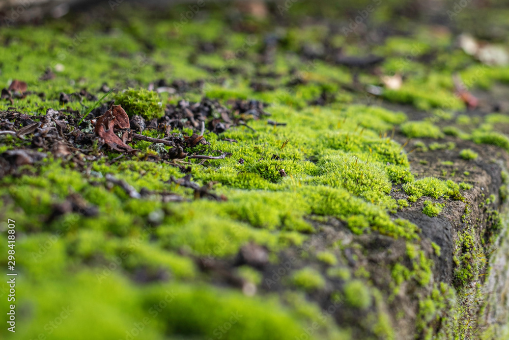green moss on a tree green moss on a tree