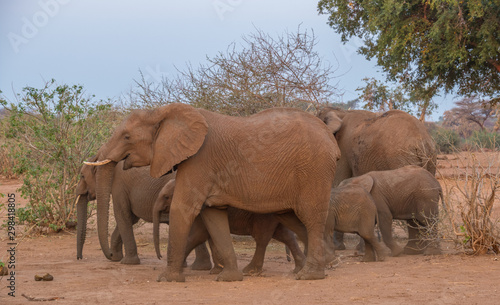 Family group dynamics in a small herd of African elephants foraging in the late afternoon sunlight image in horizontal format