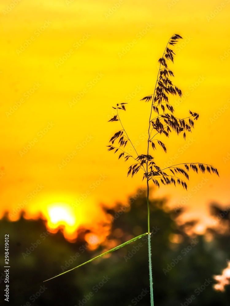 Obraz premium morning