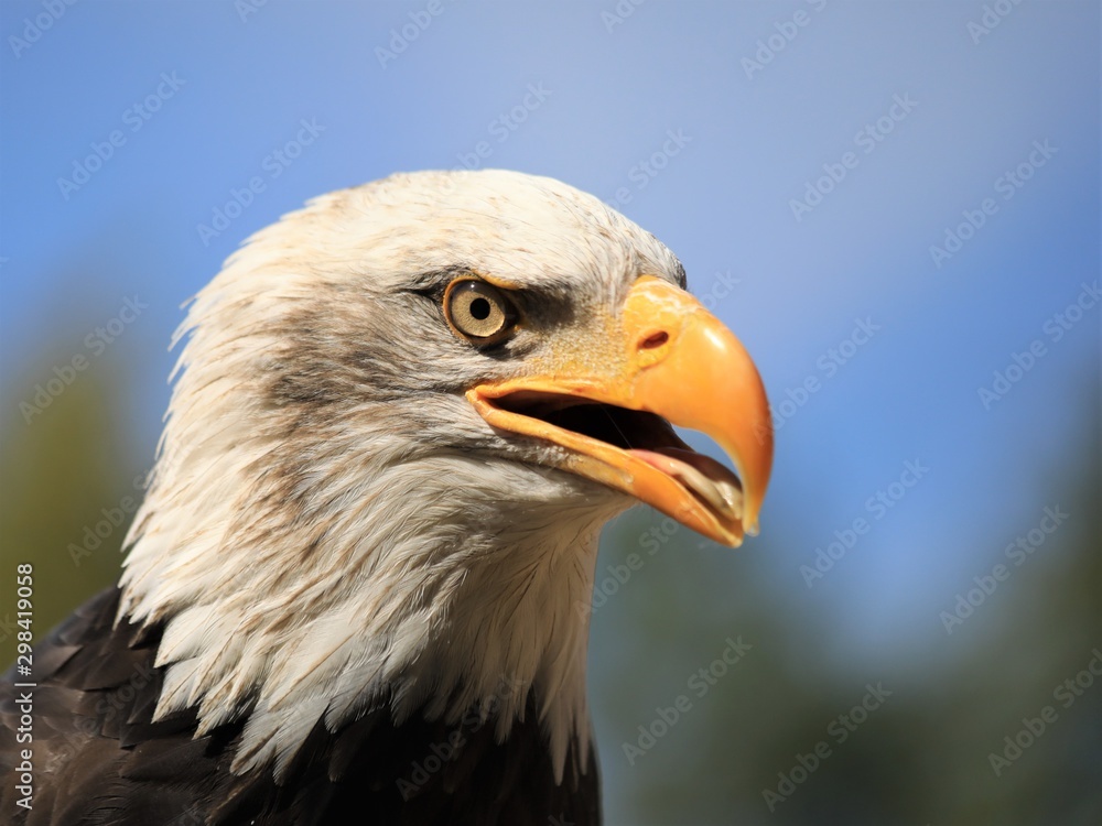 Obraz premium Weißkopfseeadler