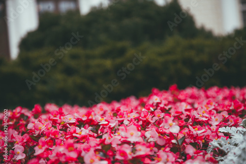 autumn red flowers grow in the city as decoration, nobody