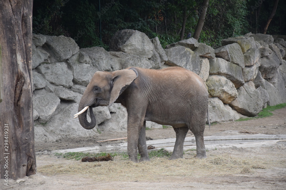 Fototapeta premium Elefant