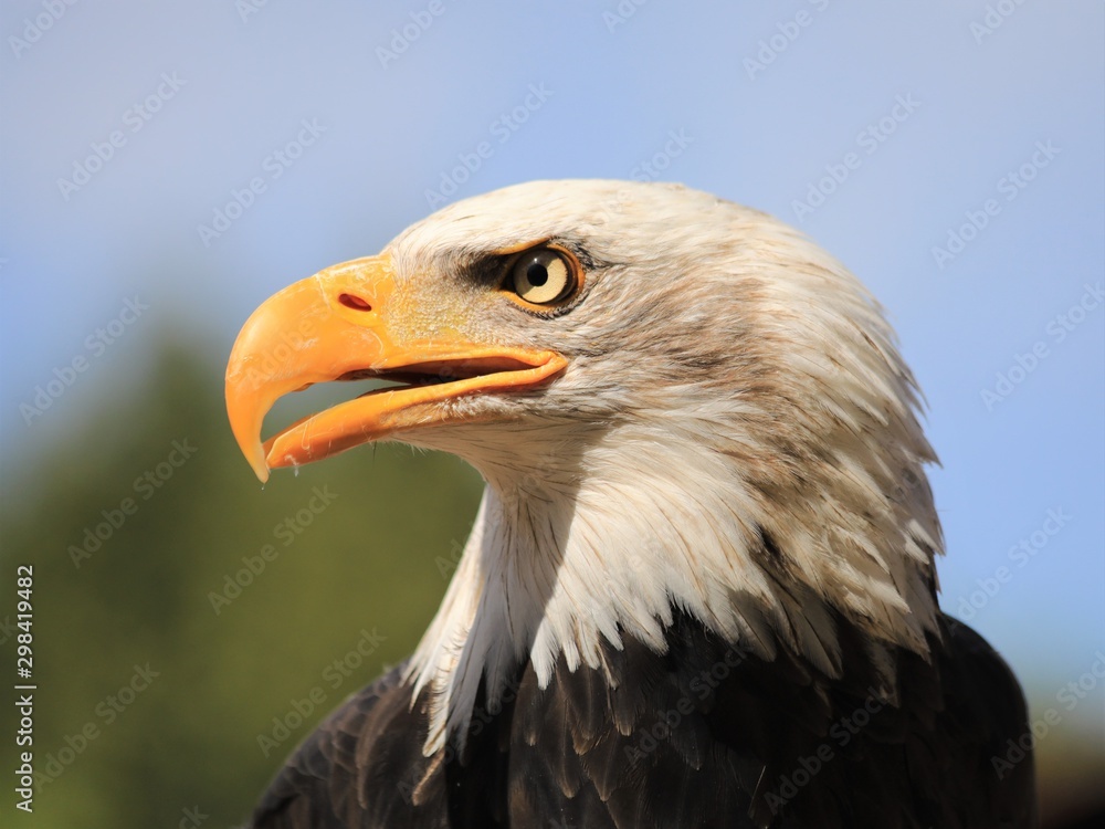 A bald eagle (Haliaeetus leucocephalus) with forest and blue sky background A bald eagle (Haliaeetus leucocephalus) with forest and blue sky background