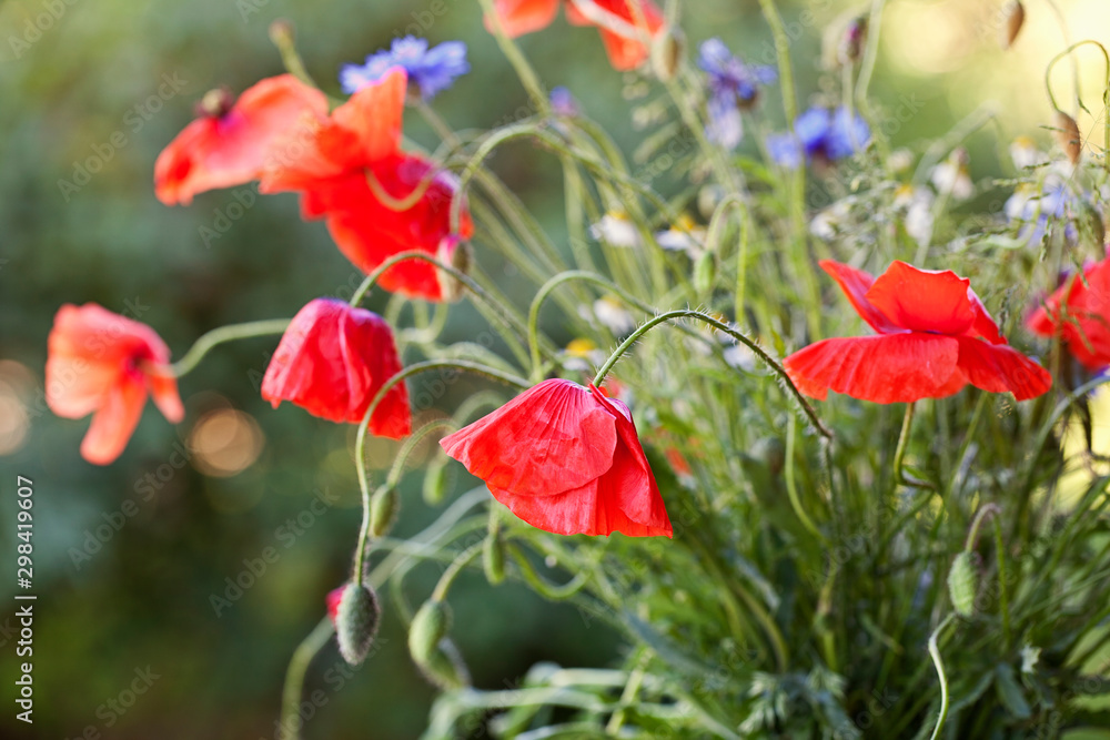 Fototapeta premium Blooming Poppy Flowers Close Up