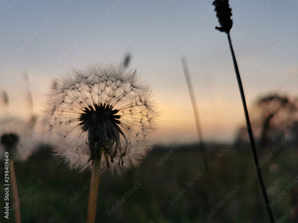 dandelion in field