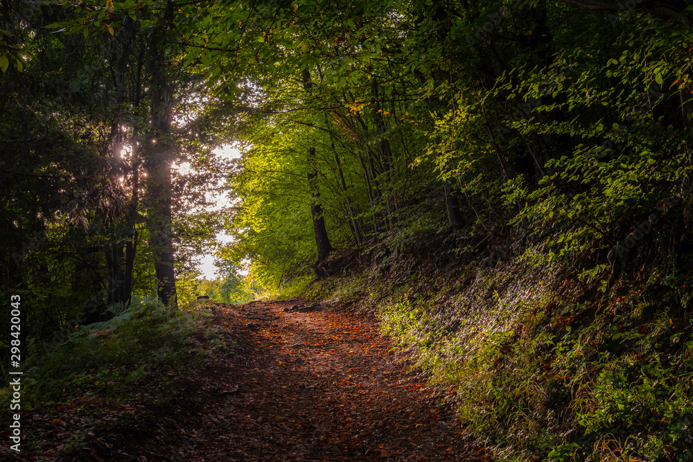 Sunny lit romantic trail in autumn forest, Slovenia Sunny lit romantic trail in autumn forest, Slovenia