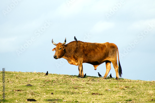 Fototapeta Naklejka Na Ścianę i Meble -  Cow and birds on hillside