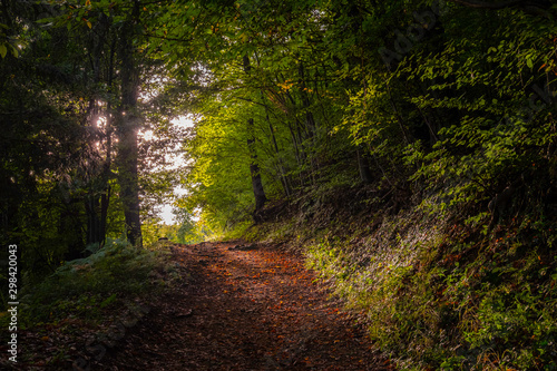 Sunny lit romantic trail in autumn forest, Slovenia