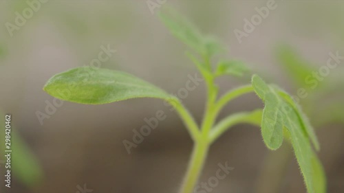 Wallpaper Mural young plants are growing in soil on seedling pot plate, watering by spraying to the small tamomo plants, close up with details on water dew, safety food, nature, environment and ecology concept. Torontodigital.ca