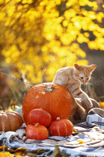 Cute little red cat plays with pumpkins in the autumn forest