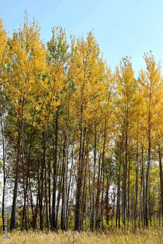 Autumn yellow forest.