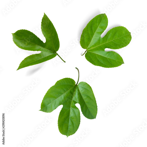 Group of young green leaves passion fruit  isolated on white background ,Passiflora edulis.