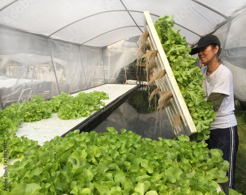 Farmer harvests Hydroponics plants. Aeroponics Salad vegetable.