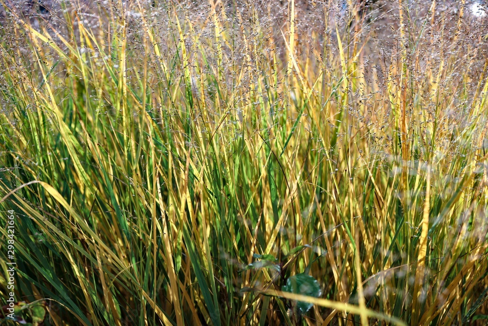 wild reed near the water