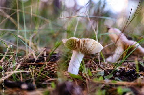 mushroom in the forest