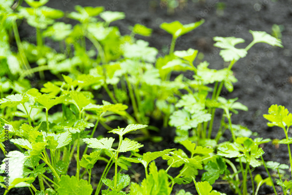 Fresh crop of parsley in summer garden. Parsley leaves grow from ground Fresh crop of parsley in summer garden. Parsley leaves grow from ground