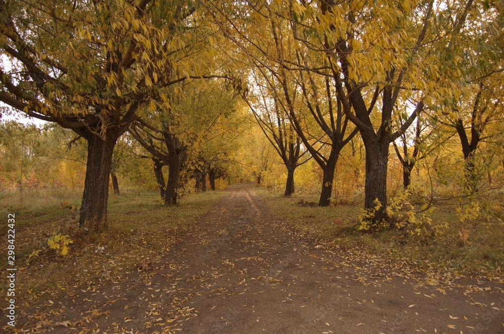 Fototapeta premium road alley in the autumn park