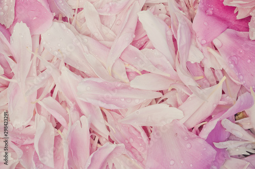 Fototapeta Naklejka Na Ścianę i Meble -  Pink peony petals for romantic background