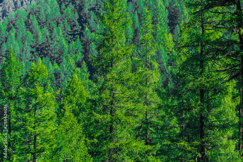 Dense coniferous forest on the mountainside Dense coniferous forest on the mountainside