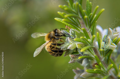 Busy Bee and Rosemary, insect at work on herbs in the garden. Close up detail and shallow depth of field.