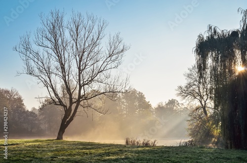 Beautiful colorful morning landscape. Lonely tree in the park illuminated by the morning sun.