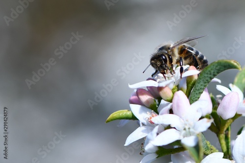 A honey bee atop a clump of white flowers to collect pollen and nectar in a southern Australian garden to take back to the hive photo