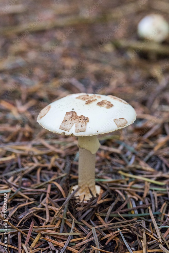Mushrooms hat among green moss 