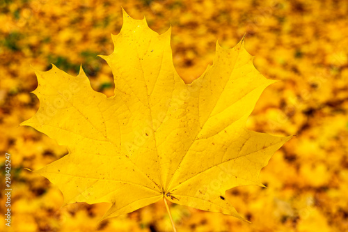 autumn, colorful yellow leaves on blurred background 
