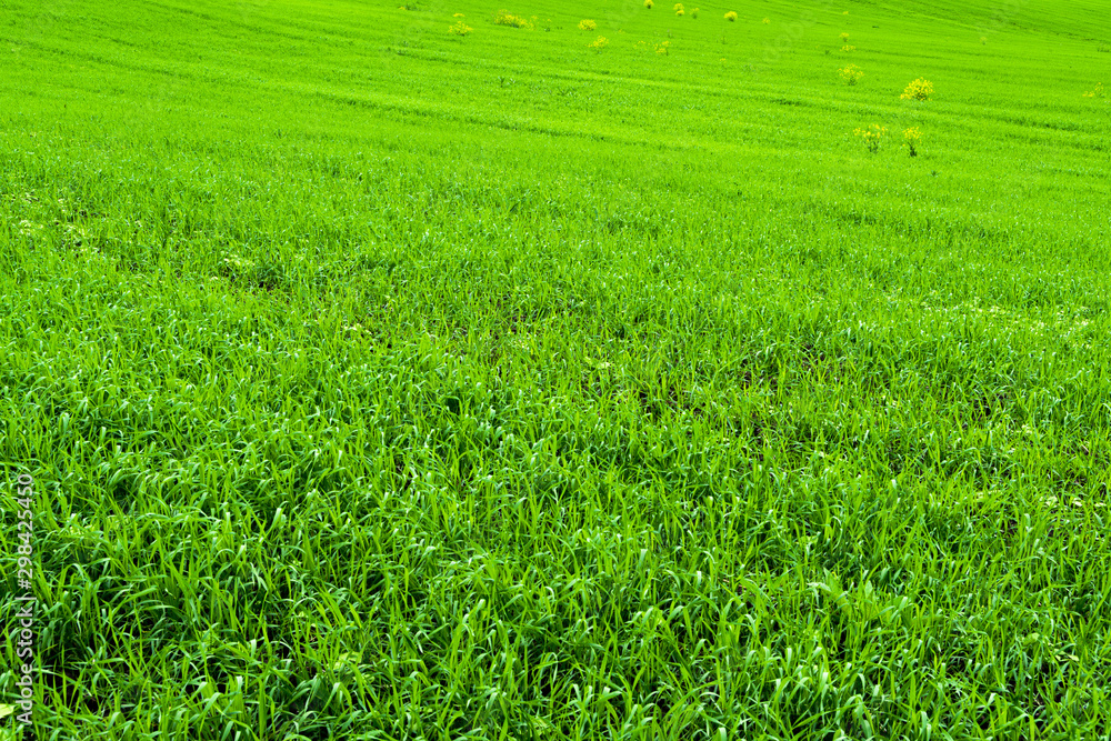 Field with green grass. Lawn on Sunny summer day