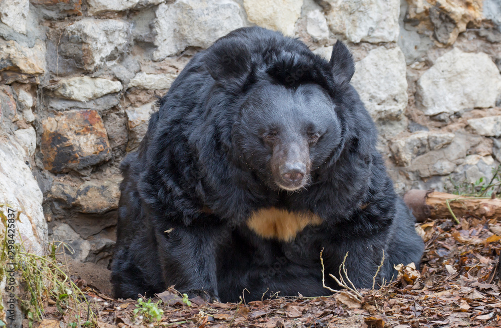 Asiatic black bear. The Himalayan bear, or white-breasted bear, or black Himalayan bear is a species of mammal in the order carnivorous. Adult Himalayan bear is a serious predator, which is afraid to Asiatic black bear. The Himalayan bear, or white-breasted bear, or black Himalayan bear is a species of mammal in the order carnivorous. Adult Himalayan bear is a serious predator, which is afraid to