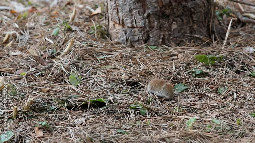 Common Vole (Microtus arvalis) is looking for food among pine needles in the forest Common Vole (Microtus arvalis) is looking for food among pine needles in the forest