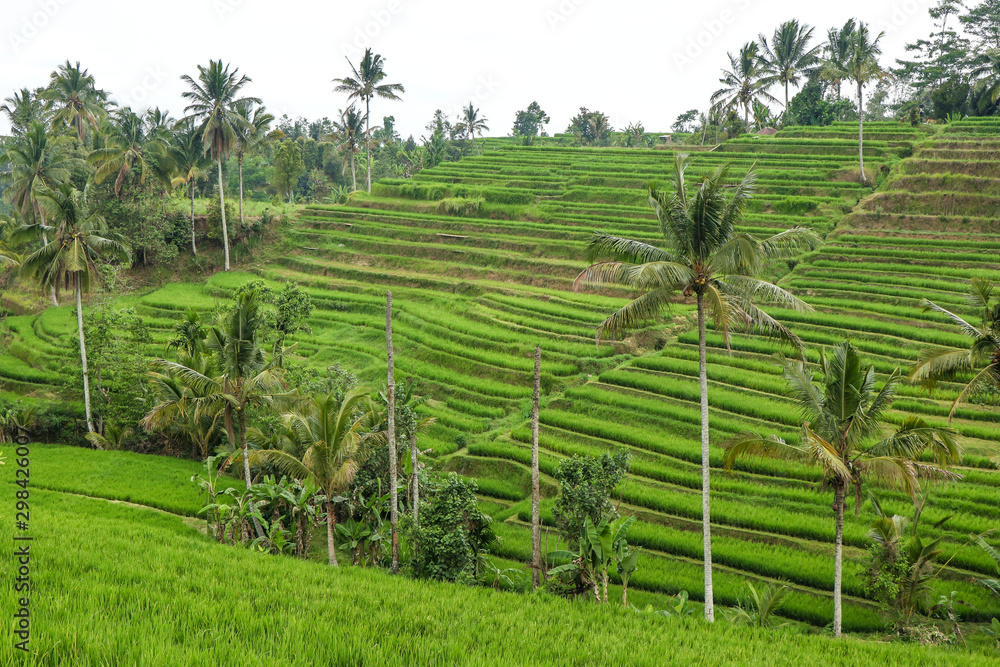 Green rice fields Jatiluwih on Bali island are UNESCO heritage site, It is one of recommended places to visit in Bali with the spectacular views