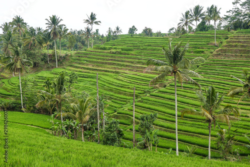 Green rice fields Jatiluwih on Bali island are UNESCO heritage site, It is one of recommended places to visit in Bali with the spectacular views
