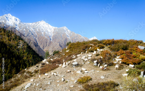 Herd of sheep in lush Himalayas mountain at a distance in summer - Ranikanda meadows, Karcham terrain park, Spiti Valley, Himachal Pradesh, India, Asia Pac. Snow covered Kailash mountain range at far. photo