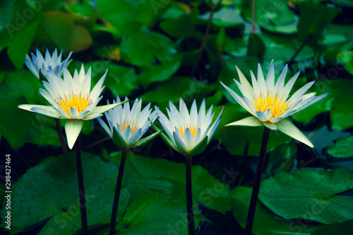 water lily in pond