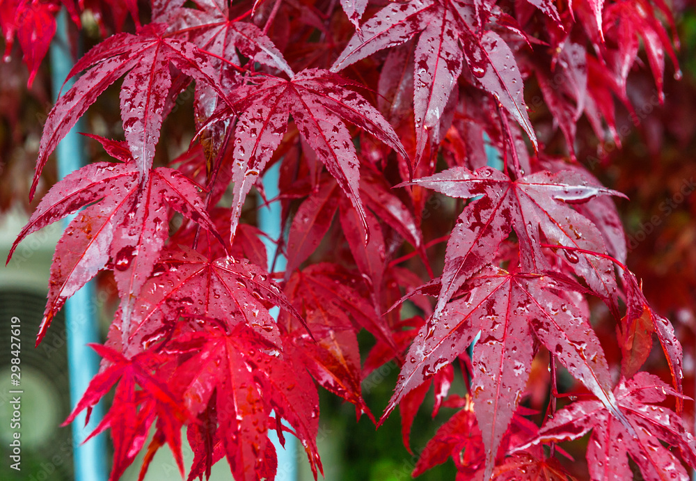 Red autumn leaves in raindrops Red autumn leaves in raindrops