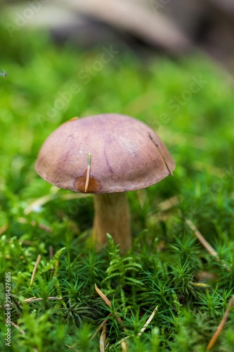 Beautiful boletus edulis mushroom in amazing green moss. Old magic forest mushrooms background. White mushroom in sunny day. close-up