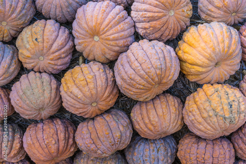 Lots of colorful pumpkins laid out in the row. Colored pumpkin as background, wallpaper.