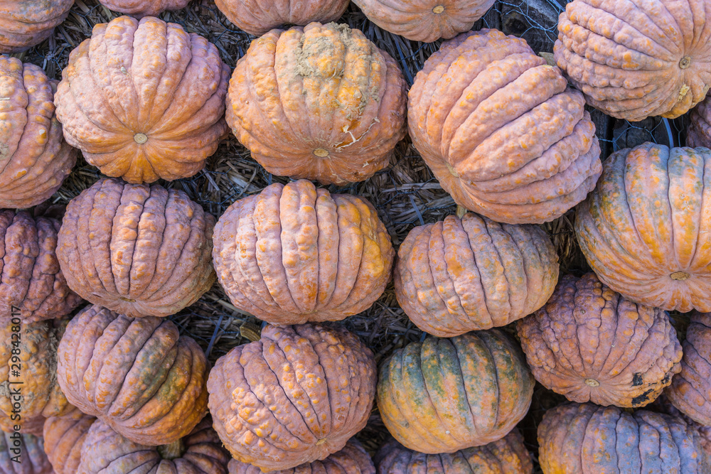 Lots of colorful pumpkins laid out in the row. Colored pumpkin as background, wallpaper. Lots of colorful pumpkins laid out in the row. Colored pumpkin as background, wallpaper.